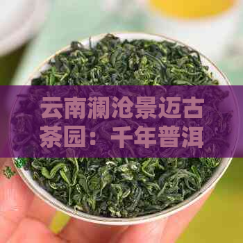 云南澜沧景迈古茶园：千年普洱茶文化的魅力探索攻略