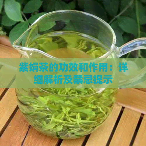 紫娟茶的功效和作用：详细解析及禁忌提示