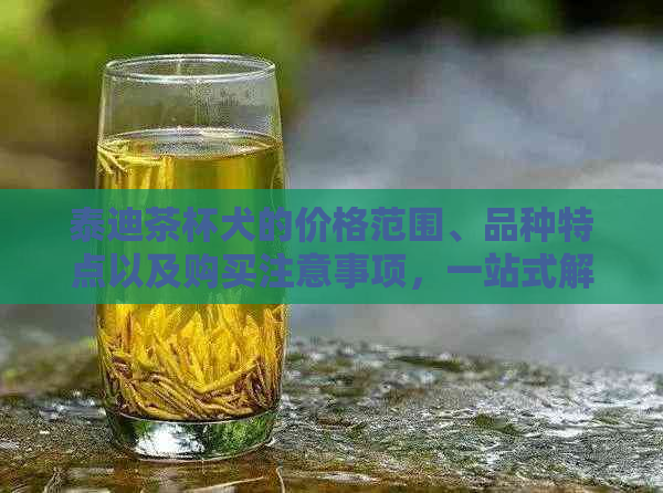 泰迪茶杯犬的价格范围、品种特点以及购买注意事项，一站式解答您的疑问