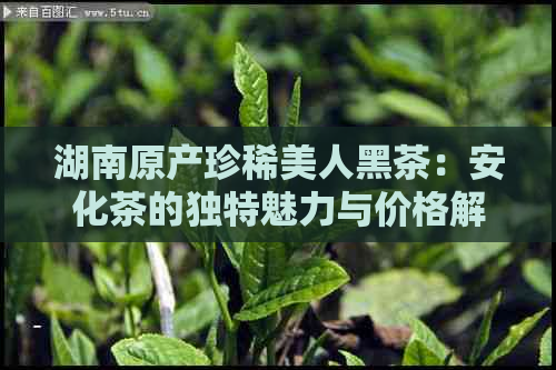 湖南原产珍稀美人黑茶：安化茶的独特魅力与价格解析