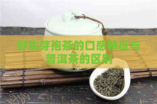 野生芽孢茶的口感特征与普洱茶的区别