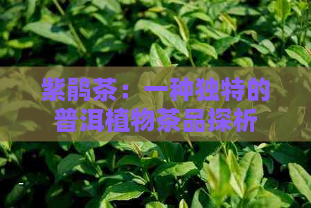 紫鹃茶：一种独特的普洱植物茶品探析