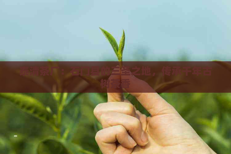 泰清茶厂：石门县的三圣之地，传承千年古树茶香