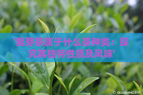 '紫芽茶属于什么茶种类：探究其独特性质及风味'