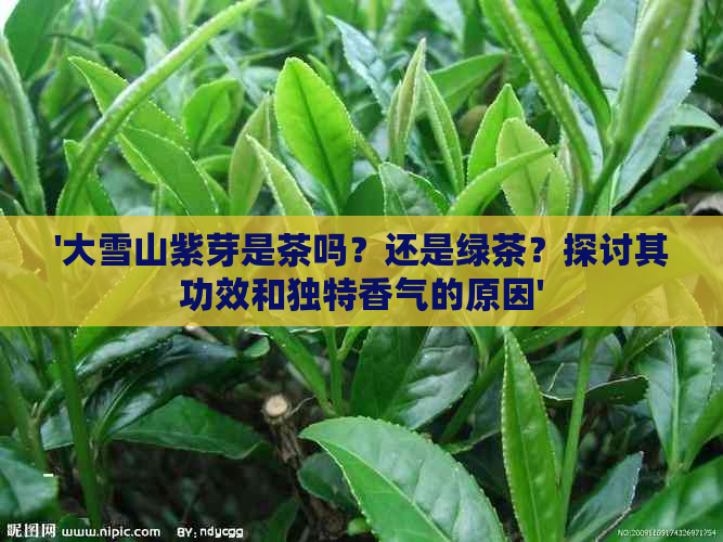 '大雪山紫芽是茶吗？还是绿茶？探讨其功效和独特香气的原因'