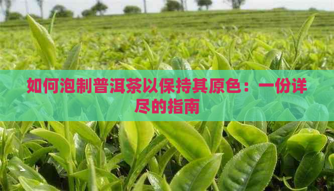 如何泡制普洱茶以保持其原色：一份详尽的指南