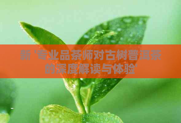 新 '专业品茶师对古树普洱茶的深度解读与体验'