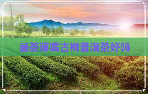 品茶师喝古树普洱茶好吗