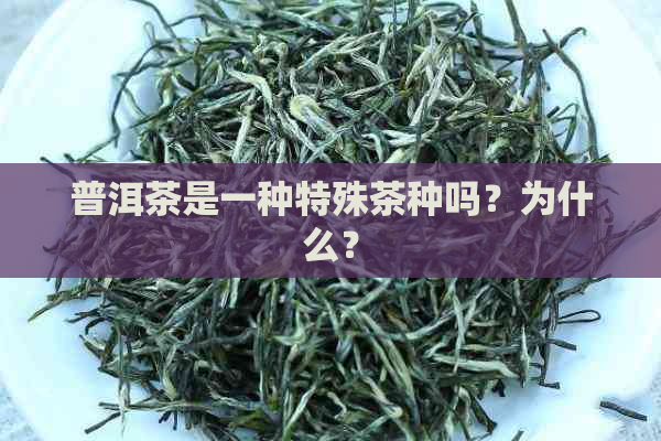 普洱茶是一种特殊茶种吗？为什么？