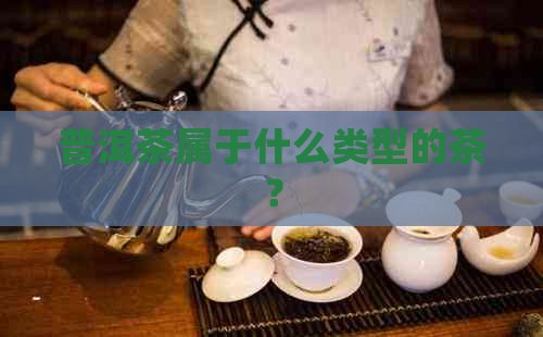 普洱茶属于什么类型的茶？