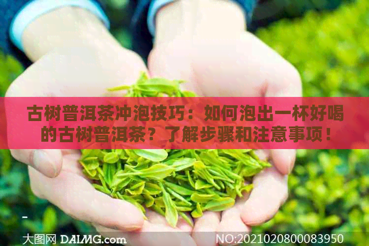 古树普洱茶冲泡技巧：如何泡出一杯好喝的古树普洱茶？了解步骤和注意事项！