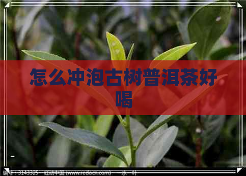 怎么冲泡古树普洱茶好喝