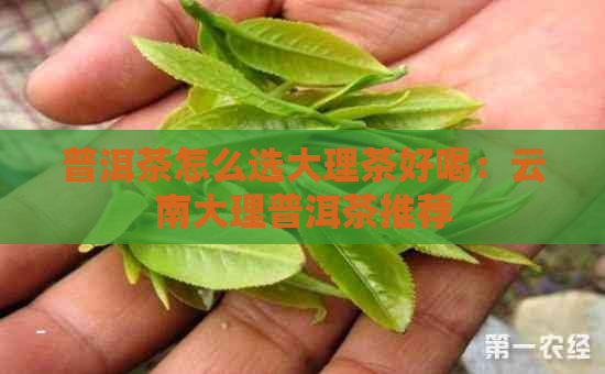 普洱茶怎么选大理茶好喝：云南大理普洱茶推荐