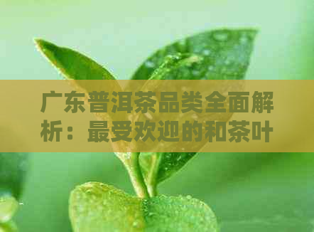 广东普洱茶品类全面解析：更受欢迎的和茶叶种类一览表