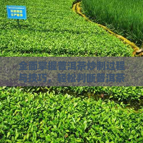 全面掌握普洱茶炒制过程与技巧，轻松判断普洱茶是否炒熟