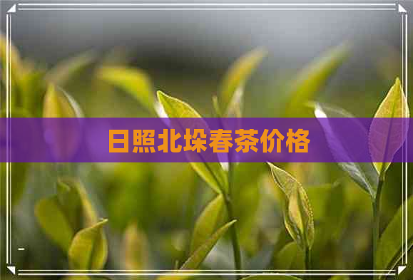 日照北垛春茶价格