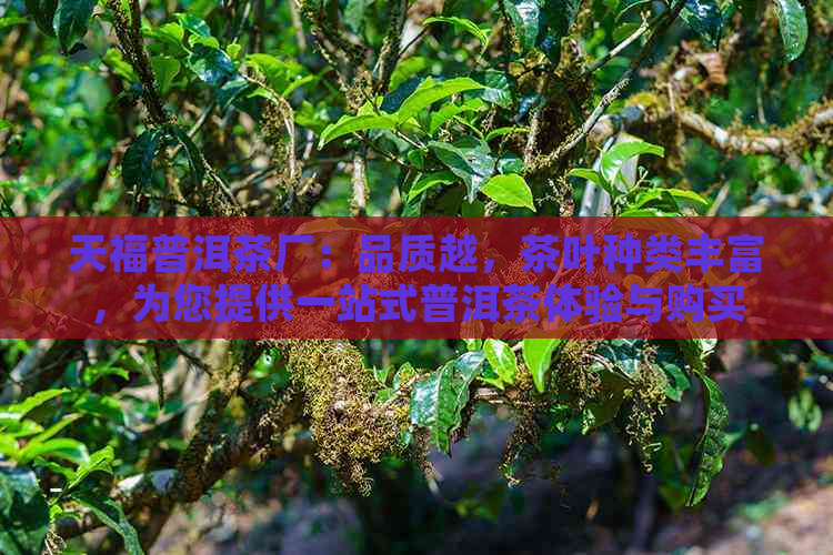 天福普洱茶厂：品质越，茶叶种类丰富，为您提供一站式普洱茶体验与购买