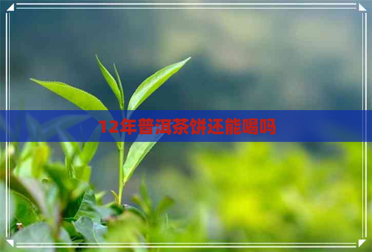 12年普洱茶饼还能喝吗