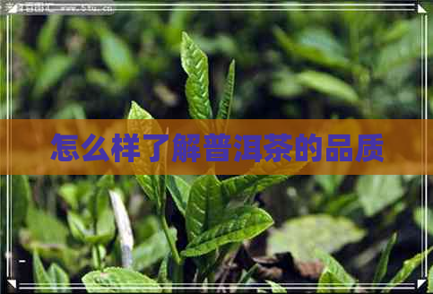 怎么样了解普洱茶的品质