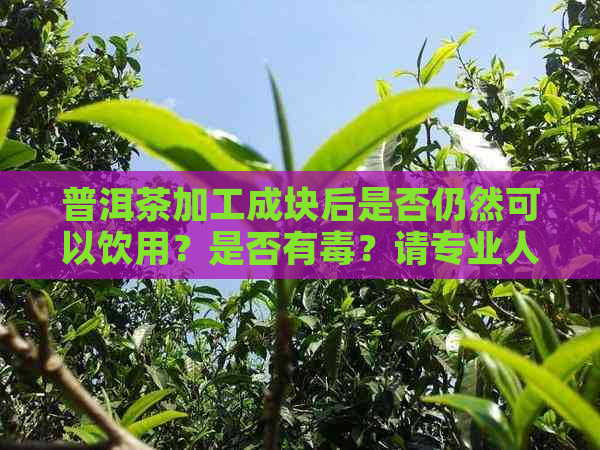 普洱茶加工成块后是否仍然可以饮用？是否有？请专业人士解答。