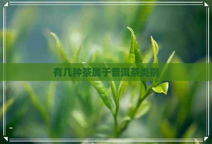 有几种茶属于普洱茶类别