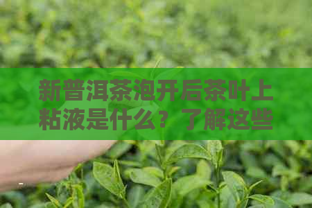 新普洱茶泡开后茶叶上粘液是什么？了解这些有助于您更好地品鉴普洱茶。