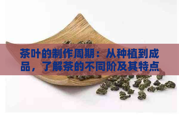 茶叶的制作周期：从种植到成品，了解茶的不同阶及其特点