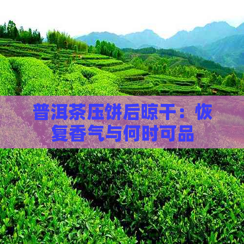 普洱茶压饼后晾干：恢复香气与何时可品