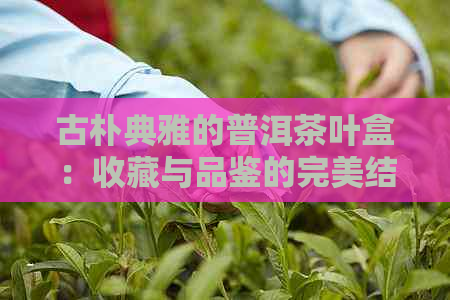 古朴典雅的普洱茶叶盒：收藏与品鉴的完美结合