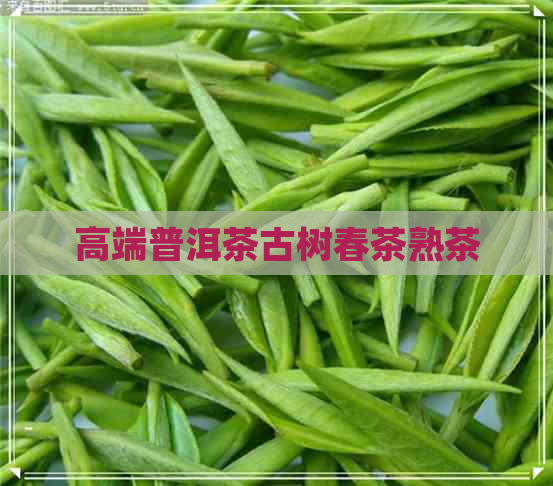 高端普洱茶古树春茶熟茶