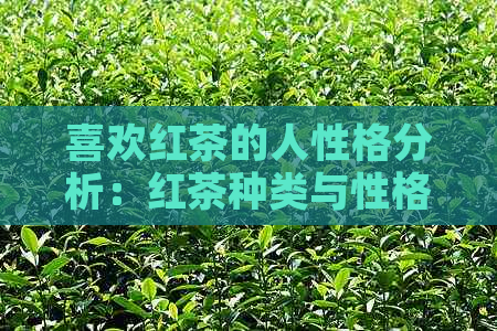 喜欢红茶的人性格分析：红茶种类与性格关联探讨