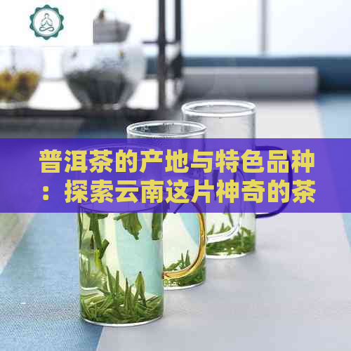 普洱茶的产地与特色品种：探索云南这片神奇的茶园