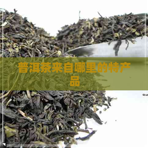 普洱茶来自哪里的特产品