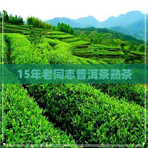 15年老同志普洱茶熟茶