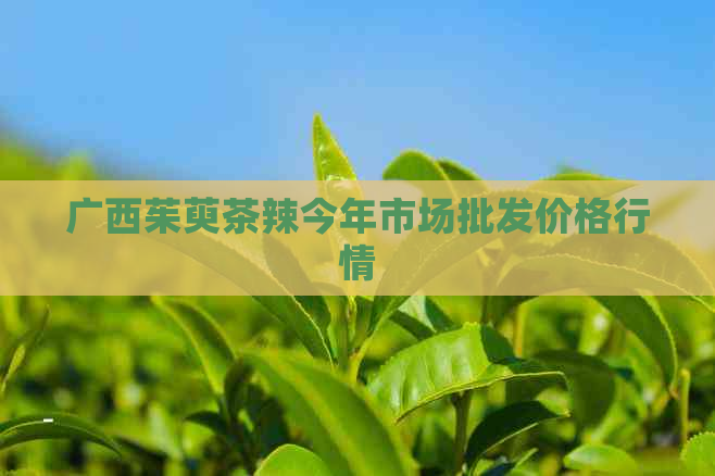 广西茱萸茶辣今年市场批发价格行情