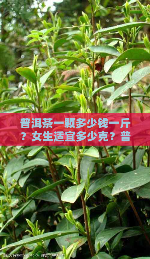 普洱茶一颗多少钱一斤？女生适宜多少克？普洱茶价格一般是多少？