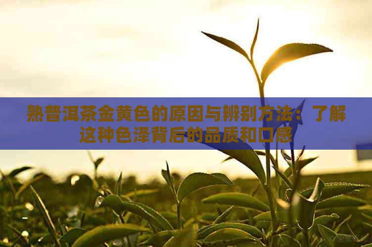 熟普洱茶金黄色的原因与辨别方法：了解这种色泽背后的品质和口感