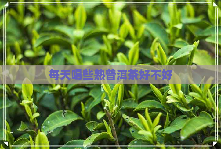 每天喝些熟普洱茶好不好