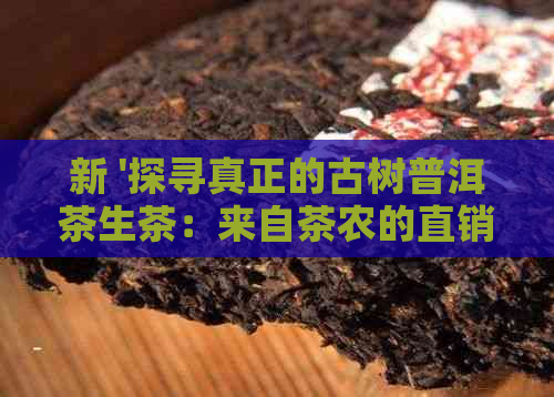 新 '探寻真正的古树普洱茶生茶：来自茶农的直销之道与品质保障'