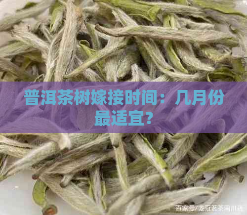 普洱茶树嫁接时间：几月份最适宜？