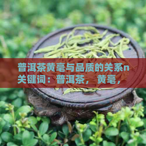 普洱茶黄毫与品质的关系n关键词：普洱茶， 黄毫， 好茶， 品质