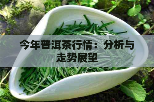 今年普洱茶行情：分析与走势展望