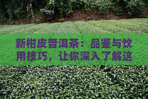 新柑皮普洱茶：品鉴与饮用技巧，让你深入了解这种独特的茶饮