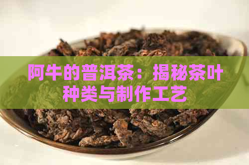 阿牛的普洱茶：揭秘茶叶种类与制作工艺