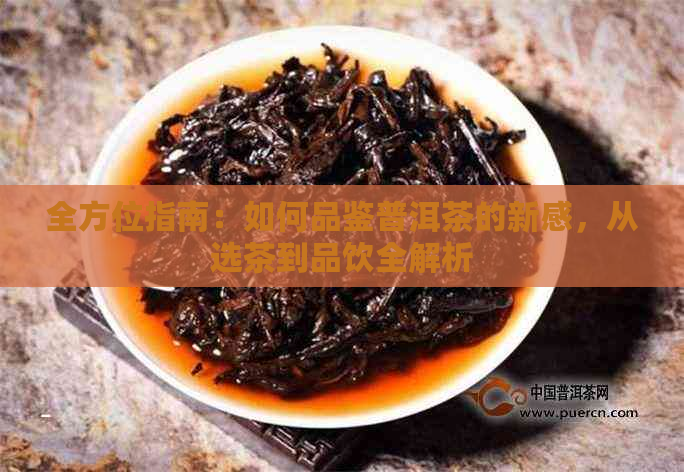 全方位指南：如何品鉴普洱茶的新感，从选茶到品饮全解析