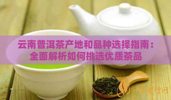 云南普洱茶产地和品种选择指南：全面解析如何挑选优质茶品