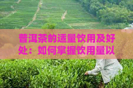 普洱茶的适量饮用及好处：如何掌握饮用量以达到健效果