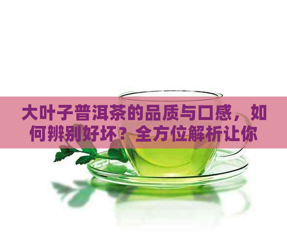 大叶子普洱茶的品质与口感，如何辨别好坏？全方位解析让你轻松品鉴！