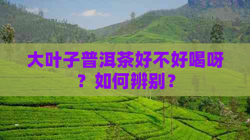 大叶子普洱茶好不好喝呀？如何辨别？