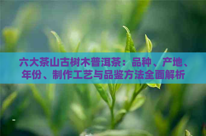 六大茶山古树木普洱茶：品种、产地、年份、制作工艺与品鉴方法全面解析